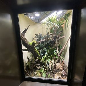 Oct. 2021 - Herpetarium - Western Bearded Anole Exhibit
