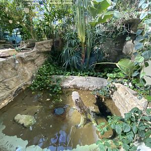 Oct. 2021 - Herpetarium - Dwarf Caiman Exhibit