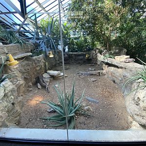 Oct. 2021 - Herpetarium - Shingleback Skink Exhibit