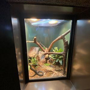 Oct. 2021 - Herpetarium - Boelen’s Python Exhibit