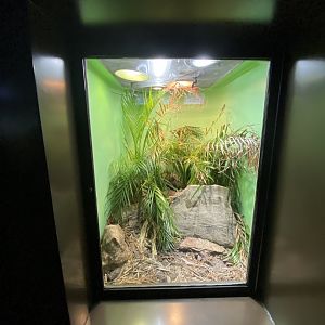 Oct. 2021 - Herpetarium - Ethiopian Mountain Adder Exhibit