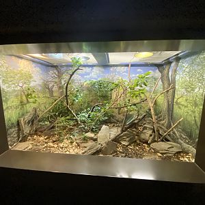 Oct. 2021 - Herpetarium - Black Mamba Exhibit