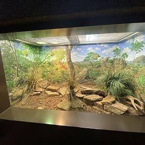 Oct. 2021 - Herpetarium - Puff Adder Exhibit
