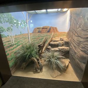 Oct. 2021 - Herpetarium - Black-headed Python Exhibit