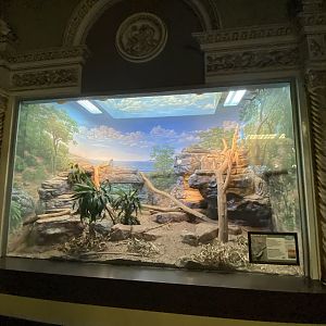 Oct. 2021 - Herpetarium - Jamaican Iguana Exhibit