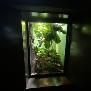 Oct. 2021 - Herpetarium - Smallwood’s Anole Exhibit