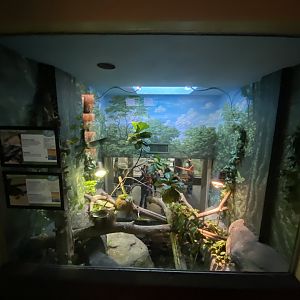 Oct. 2021 - Herpetarium - Long’s Forest Dragon/Pig-nosed Turtle Exhibit (Top View)