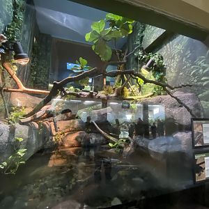 Oct. 2021 - Herpetarium - Long’s Forest Dragon/Pig-nosed Turtle Exhibit (Bottom View)