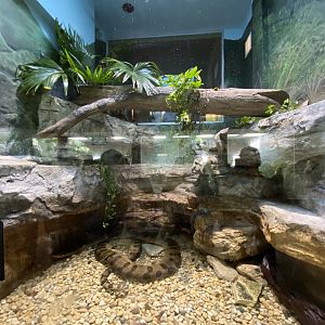 Oct. 2021 - Herpetarium - Green Anaconda Exhibit (Bottom View)