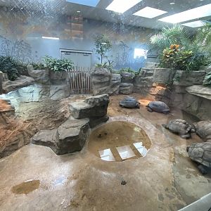 Oct. 2021 - Herpetarium - Indoor Galapagos Tortoise/Aldabra Tortoise Exhibit