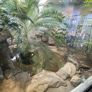 Oct. 2021 - Herpetarium - Malayan Gharial Exhibit