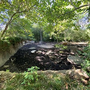 Oct. 2021 - River’s Edge - Africa - Red River Hog Exhibit