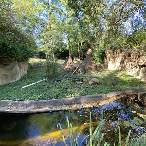 Oct. 2021 - River’s Edge - Africa - Dwarf Mongoose + Cheetah Exhibits