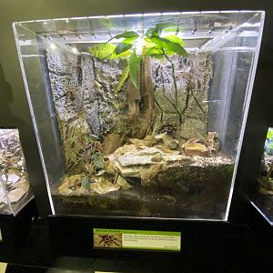 Oct. 2021 - Insectarium - Red-knee Tarantula Exhibit