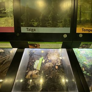 Oct. 2021 - Insectarium - Missouri Millipede Exhibit