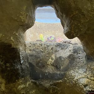 Oct. 2021 - Insectarium - Whip Scorpion Exhibit