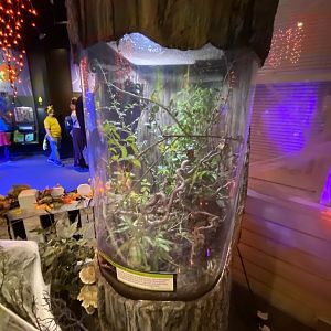 Oct. 2021 - Insectarium - Giant American Walkingstick Exhibit