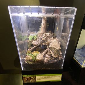 Oct. 2021 - Insectarium - Tiger Rump Tarantula Exhibit
