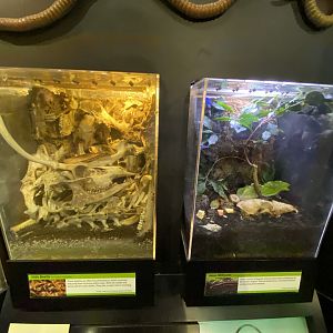 Oct. 2021 - Insectarium - Hide Beetle + Asian Millipede Exhibits