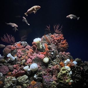 california tank (july 31 2021)