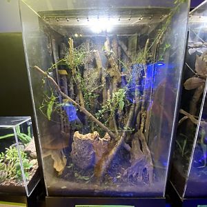 Oct. 2021 - Insectarium - Jungle Nymph Exhibit