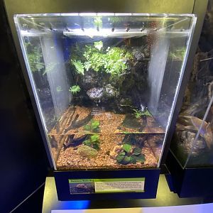 Oct. 2021 - Insectarium - Ferocious Water Bug Exhibit