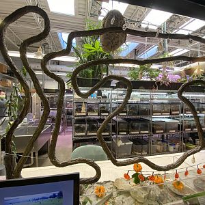 Oct. 2021 - Insectarium - Leaf-cutter Ant Exhibit