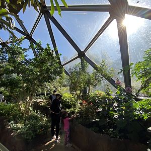 Oct. 2021 - Insectarium - Butterfly Wing