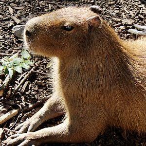 Oct. 2021 - Capybara