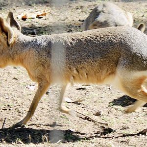 Oct. 2021 - Patagonian Cavy