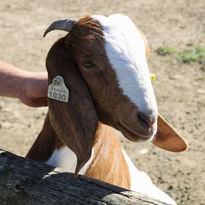 Oct. 2021 - Domestic Goat