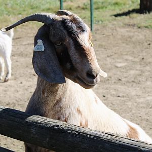 Oct. 2021 - Domestic Goat