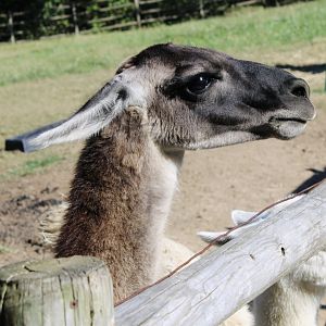 Oct. 2021 - Llama
