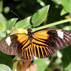 Oct. 2021 - Insectarium - Ismenious Longwing