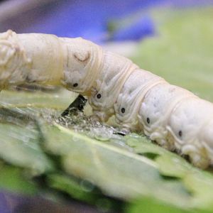 Oct. 2021 - Insectarium - Silkworm