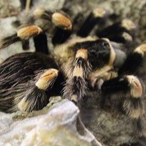 Oct. 2021 - Insectarium - Red-knee Tarantula