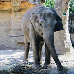 Oct. 2021 - River’s Edge - Asian Elephant