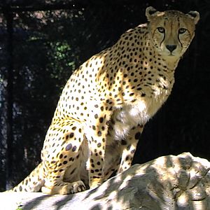 Oct. 2021 - River’s Edge - Cheetah