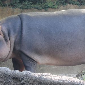 Oct. 2021 - River’s Edge - Hippo