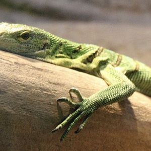 Oct. 2021 - Herpetarium - Green Tree Monitor