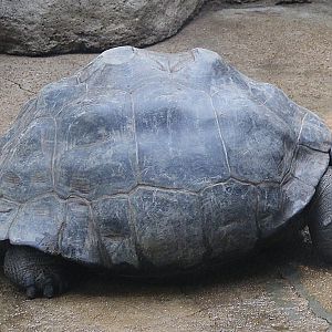 Oct. 2021 - Herpetarium - Aldabra Tortoise