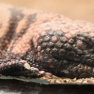 Oct. 2021 - Herpetarium - Banded Gila Monster