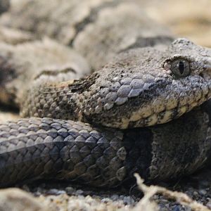 Oct. 2021 - Herpetarium - Tamaulipan Rock Rattlesnake