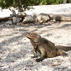 Rhinoceros iguana (Cyclura cornuta)