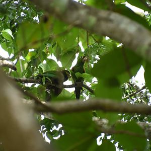 Hispaniolan parakeet (Psittacara chloropterus)