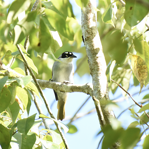 Black-crowned palm-tanager (Phaenicophilus palmarum)