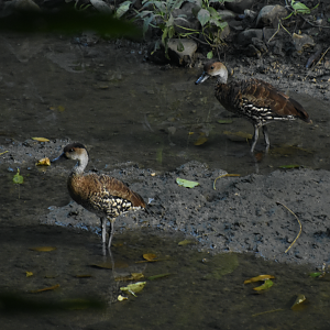 West Indian whistling duck (Dendrocygna arborea)