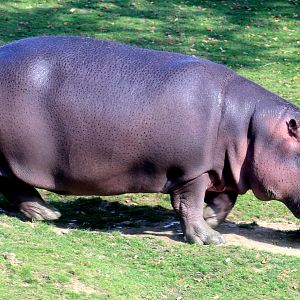 Hippopotamus; Whipsnade; 16th October 2021