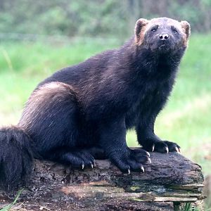 Wolverine; Whipsnade; 16th October 2021