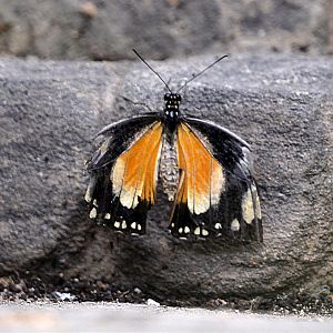 Papilio Dardanus female orange form